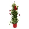 Dipladenia Hybride, H90cm, Pot D19cm -Flora Soldes 828910 002
