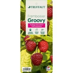 Framboisier Groovy®'Jdeboer005':pot 5L -Flora Soldes 831270 006