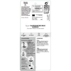 Figuier 'Madeleine Des 2 Saisons':pot 5L -Flora Soldes 831275 002