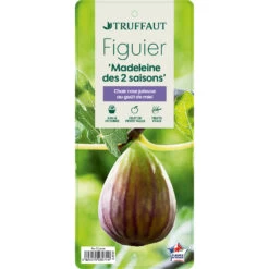 Figuier 'Madeleine Des 2 Saisons':pot 5L -Flora Soldes 831275 1432960