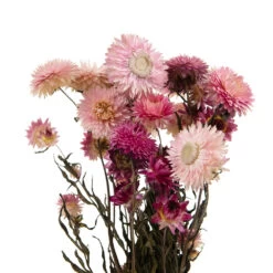 Bouquet De Fleurs Séchées Helichrysum Rose -Flora Soldes 837659 1697287
