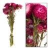 Bouquet De Fleurs Séchées Helichrysum Rose -Flora Soldes 837659 2064769