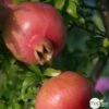 Punica Granatum Pot 45L, 18/20. -Flora Soldes 840073 001