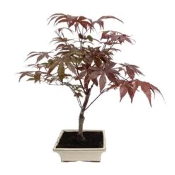 Bonsaï D'extérieur Avec Soucoupe, 8/9 Ans -Flora Soldes 840865 002