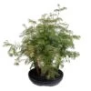 Bonsaï D'extérieur Avec Soucoupe, 10/12 Ans 2 Bonsaï D'extérieur Avec Soucoupe, 10/12 Ans -Flora Soldes 840866 001