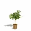 Ficus Benghalensis Et Son Cache-pot Doré - H90cm, ø21cm - Grande Plante D'intérieur -Flora Soldes 84a48c7b26456598