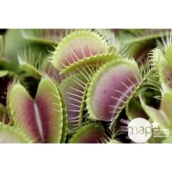 Attrape-mouches : Ø12cm, Pot -Flora Soldes 85271 001