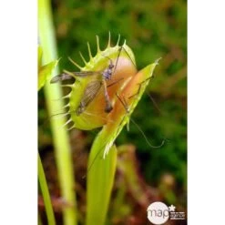 Attrape-mouches : Ø12cm, Pot -Flora Soldes 85271 003