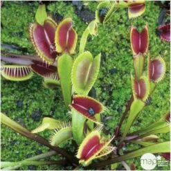 Attrape-mouches : Ø12cm, Pot -Flora Soldes 85271 006