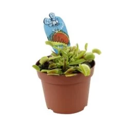 Attrape-mouches : Ø12cm, Pot -Flora Soldes 85271 008