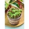 Attrape-mouches : Ø12cm, Pot -Flora Soldes 85271 012