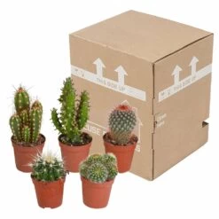 Cactus, Box De 5 Plantes - H8cm, ø5,5cm - Plantes D'intérieur -Flora Soldes 855b4e225476998c
