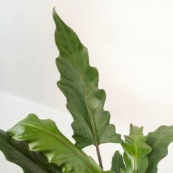 Alocasia Lauterbachiana - H80cm, ø19cm - Grande Plante D'intérieur -Flora Soldes 857d443c118c0b8e
