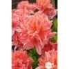 Azalea Mollis Trevarez Pot 7,5L -Flora Soldes 858101 002