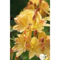 Azalea Mollis Trevarez Pot 7,5L -Flora Soldes 858101 003