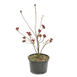 Azalea Mollis Trevarez Pot 7,5L -Flora Soldes 858101 1699978