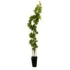 Vigne Muscat Bleu : AB Pot 3L -Flora Soldes 872146 001