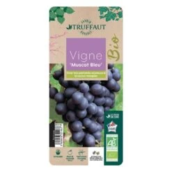 Vigne Muscat Bleu : AB Pot 3L -Flora Soldes 872146 003