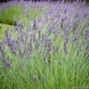 Lavandula 'phenomenal' : Pot 5L -Flora Soldes 873199 001