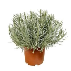Lavandula 'phenomenal' : Pot 5L -Flora Soldes 873199 002
