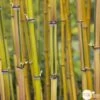 Bambou Moyen Phyllostachys Aureosulcata 'Spectabilis' 150/200 :pot 18L -Flora Soldes 873216 001
