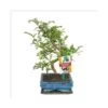 Poivre De Bonsaï Szechuan - Zanthoxylum Piperitum - Ca. 6 Ans -Flora Soldes 8813218235ff7a3f