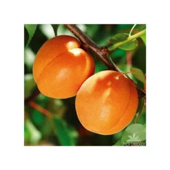 Abricotier Hargrand : Gobelet 3 Ans D'âge Ctr 12 Litres -Flora Soldes 88699 004