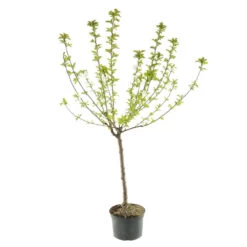 Abricotier Hargrand : Gobelet 3 Ans D'âge Ctr 12 Litres -Flora Soldes 88699 005