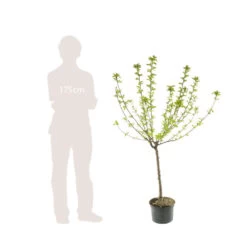 Abricotier Hargrand : Gobelet 3 Ans D'âge Ctr 12 Litres -Flora Soldes 88699 006