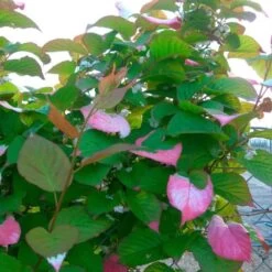 Actinidia Kolomikta - Actinidia Kolomikta 3l -Flora Soldes 8d2a2454a8786983