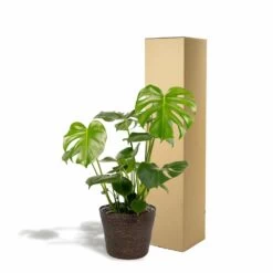 Delicious Monstera Et Son Panier Noir - H80cm, ø21cm - Plante D'intérieur -Flora Soldes 8db70039d6a4af95