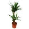 Palmier Yucca - Lis De Palmier - 2 Troncs Ronds - Env. 80-100cm De Haut -Flora Soldes 8e1605207221f41c