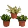 Crassula, Box De 3 Plantes - H15cm, ø10,5cm - Plantes D'intérieur -Flora Soldes 8e7c80bb5dcb1cca