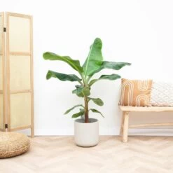 Bananier Xxl - H150cm, ø30cm - Très Grande Plante D'intérieur -Flora Soldes 8f989580a5a93136