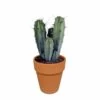 Myrtillocactus Et Son Cache-pot En Terracotta - H40cm, ø17cm - Plante D'intérieur -Flora Soldes 8fca0c9de4ef5996