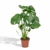 Monstera Deliciosa - H55cm, ø17cm - Plante D'intérieur -Flora Soldes 904b8032eb492a67
