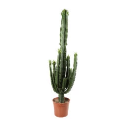 Euphorbe Erythrea H170cm : Pot Ø35cm -Flora Soldes 906240 2018675
