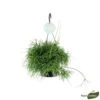 Rhipsalis Oasis, Suspension D17cm -Flora Soldes 908707 001