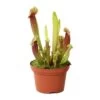 Sarracenia Mix Pot D12cm -Flora Soldes 908892 002
