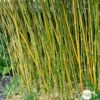 Bambou Moyen Phyllostachys Bissetii: Pot De 10 Litres -Flora Soldes 911946 1704418