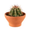 Cactus: Coupe D15cm -Flora Soldes 925813 1442023