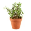 Plantes Succulentes Variées Exception D19cm -Flora Soldes 925817 1442020