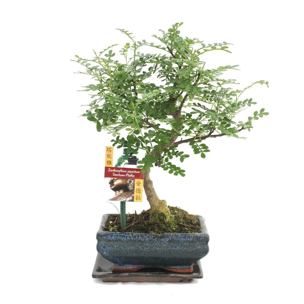 Poivre De Bonsaï Szechuan - Zanthoxylum Piperitum - Ca. 6 Ans 4 Poivre De Bonsaï Szechuan - Zanthoxylum Piperitum - Ca. 6 Ans - Image 2