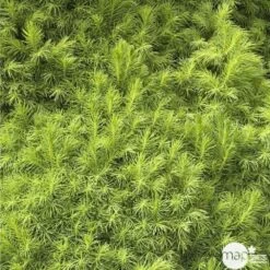 Sapinette Blanche (Picea Glauca) 'Conica' 50/60 : Pot 5L -Flora Soldes 933105 001