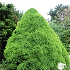 Sapinette Blanche (Picea Glauca) 'Conica' 50/60 : Pot 5L -Flora Soldes 933105 002