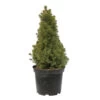 Sapinette Blanche (Picea Glauca) 'Conica' 50/60 : Pot 5L -Flora Soldes 933105 2053495