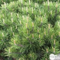 Pinus Mugo Pumilio H30/40cm : Pot 3L -Flora Soldes 933116 001