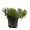 Pinus Mugo Pumilio H30/40cm : Pot 3L -Flora Soldes 933116 2053501