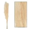 Bouquet Séché Pampas Mace 115-117cm 3pcs -Flora Soldes 933178 2064808
