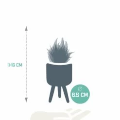 Gasteria, Haworthia Et Leurs Caches-pots, Box De 5 Plantes - H11cm, ø6,5cm - Plantes D'intérieur -Flora Soldes 9349b6f45035f6b8